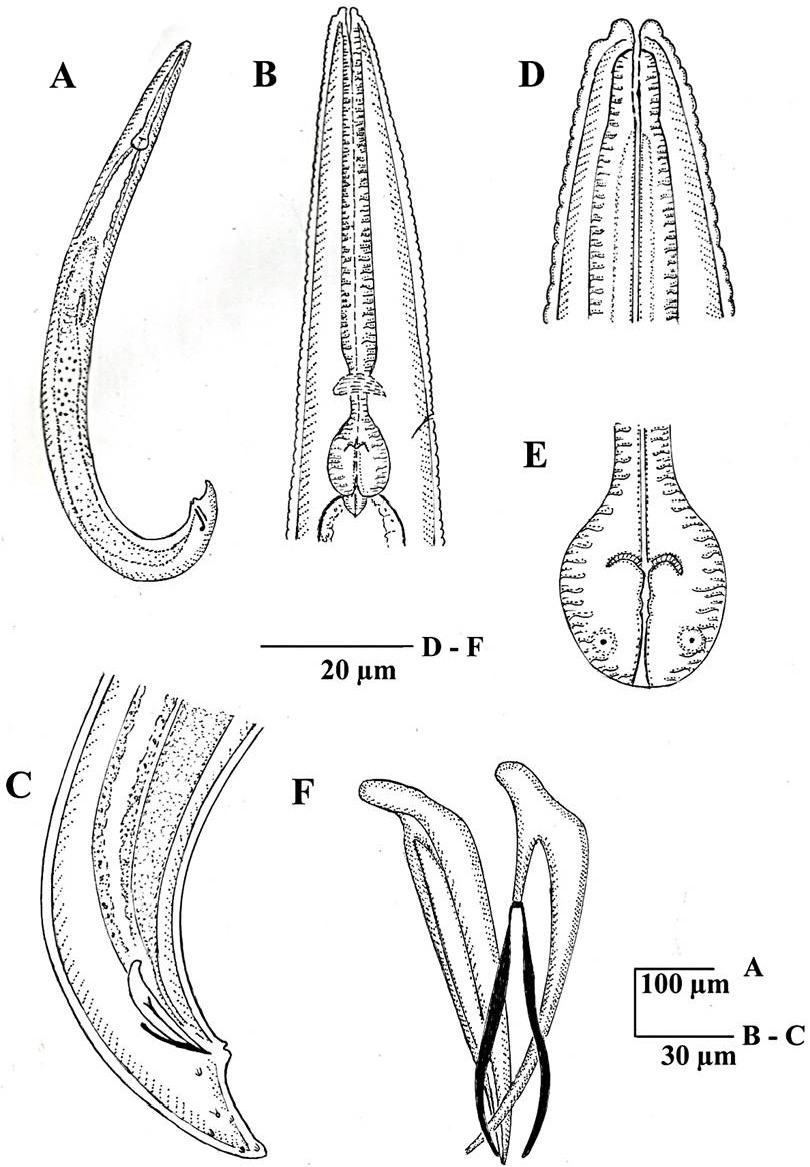Fig. 2.