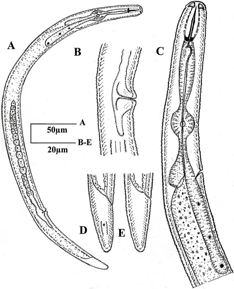 Fig. 5.