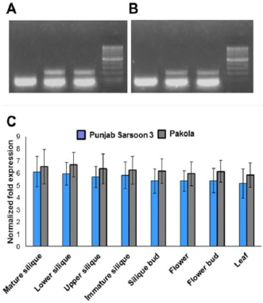 Figure 5