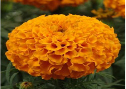 Related image