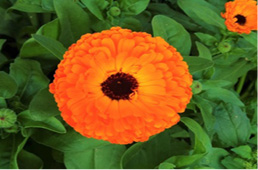 Related image