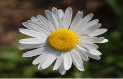 Related image