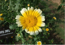 Image result for Glebionis segetum