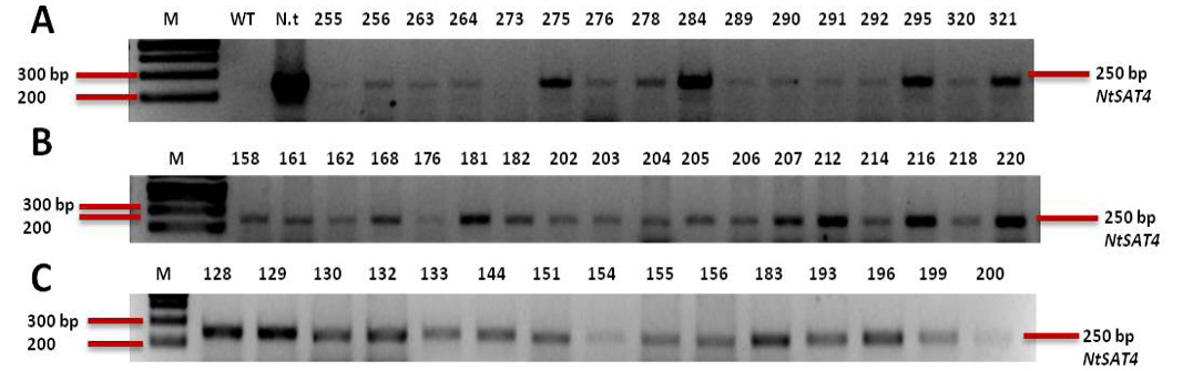 Figure 7
