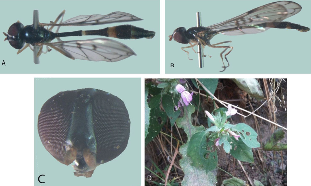 Figure 2: