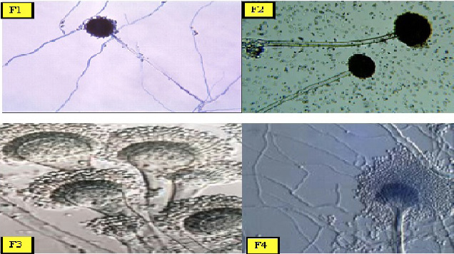 Figure 1: