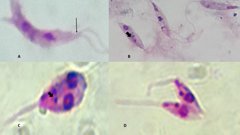 Fig. 3.