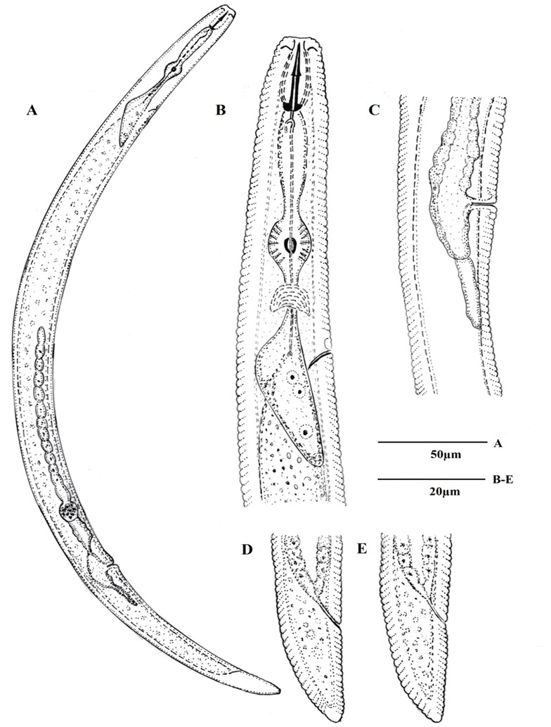 Fig. 5.