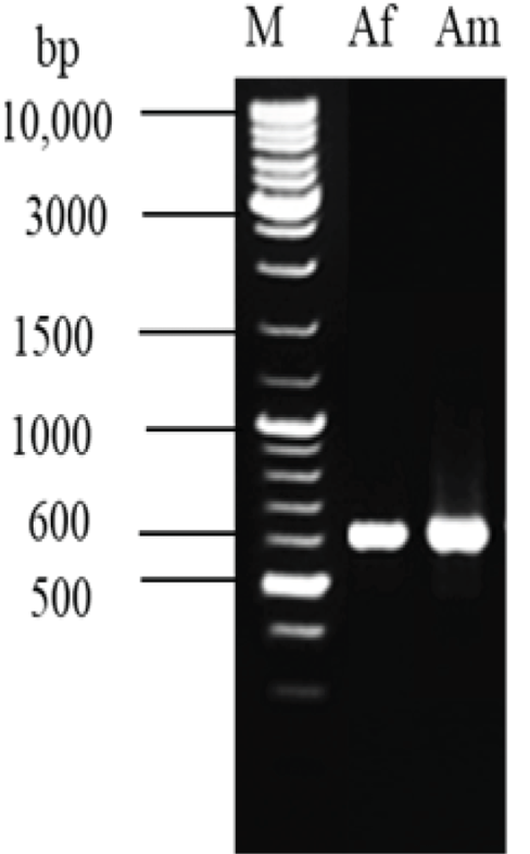 Figure 4: