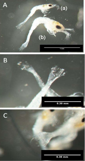 Fig. 9.