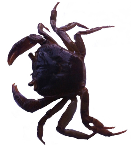 Figure 2: