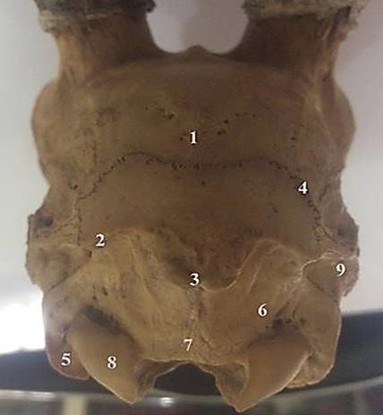 Fig. 8.