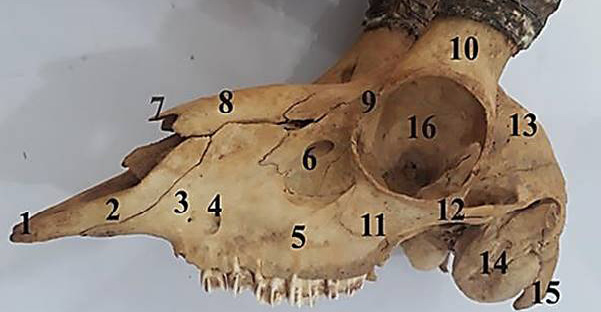 Fig. 6.