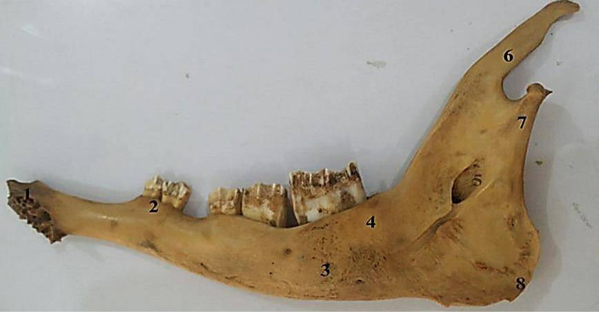 Fig. 10.
