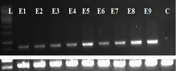 Figure 7