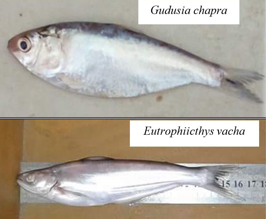 Figure 2:
