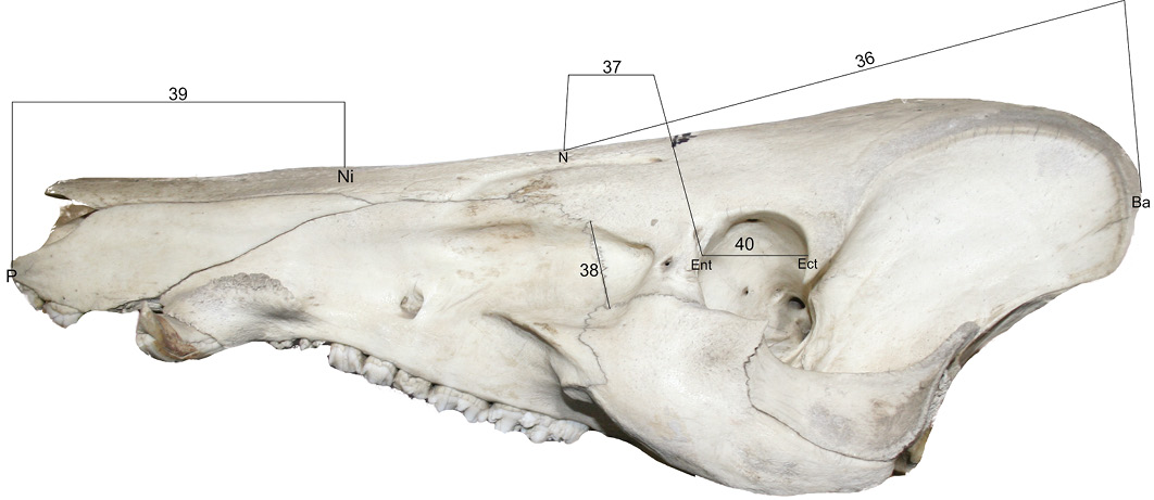 Figure 3: