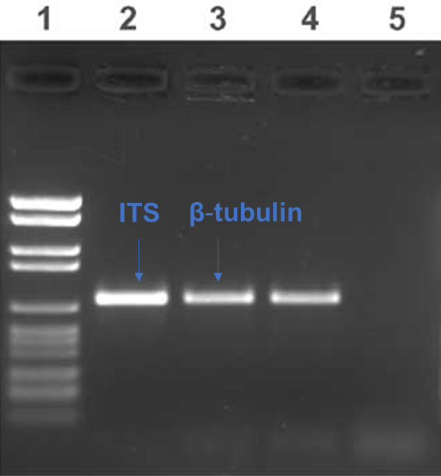 Figure 4: