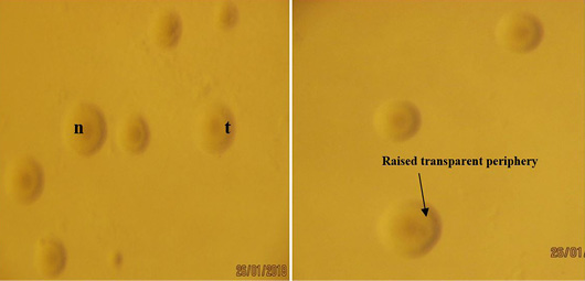 Figure 2: