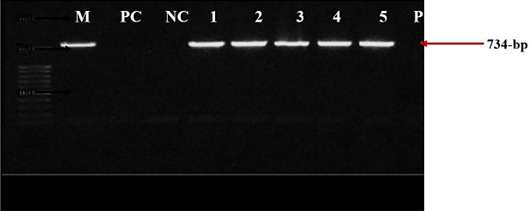 Figure 3: