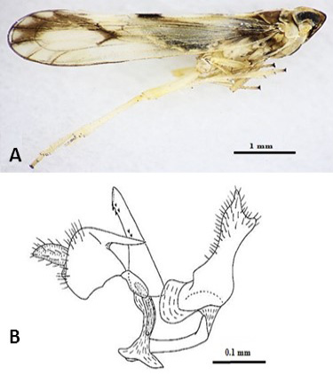 Figure 7: