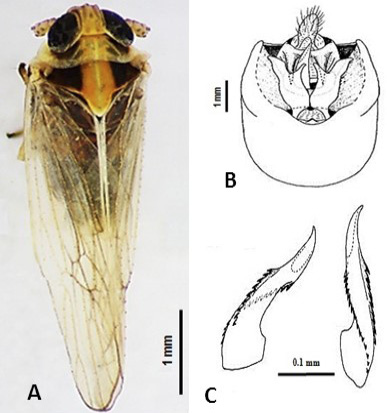 Figure 4: