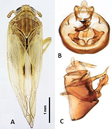 Figure 5: