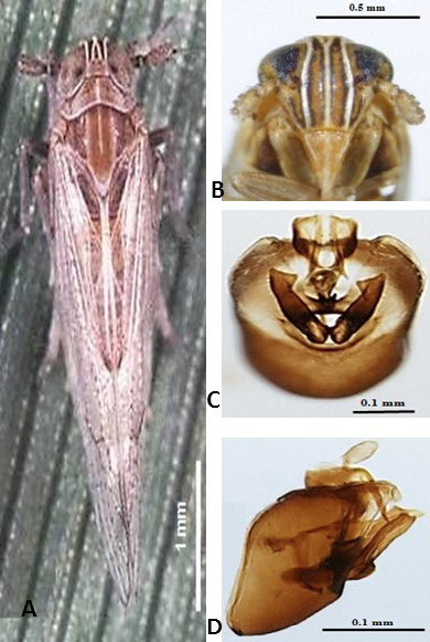 Figure 2:
