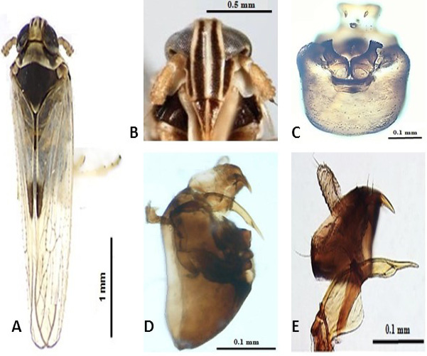 Figure 6:
