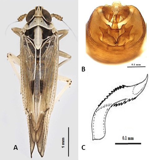 Figure 3: