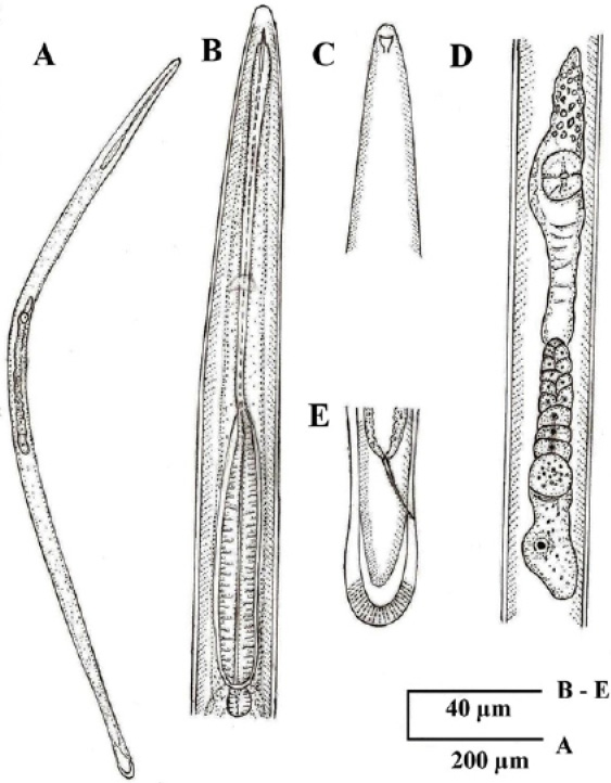 Fig. 3.