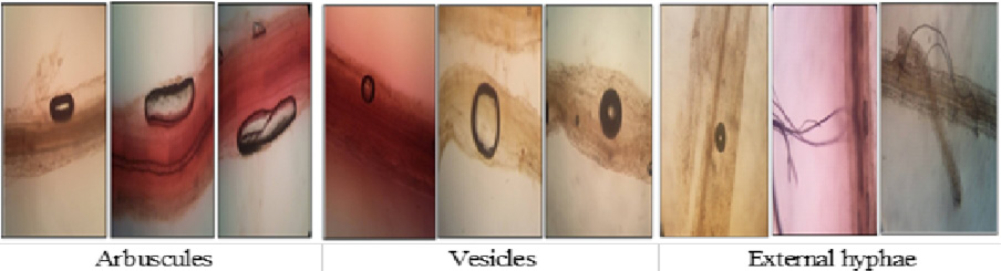 Figure 4: