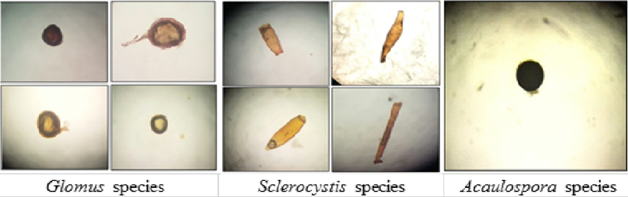 Figure 2: