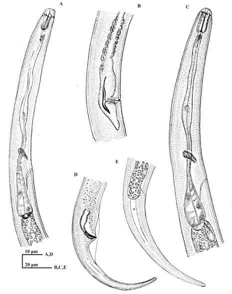 Figure 7: