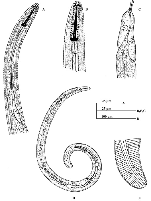 Figure 1: