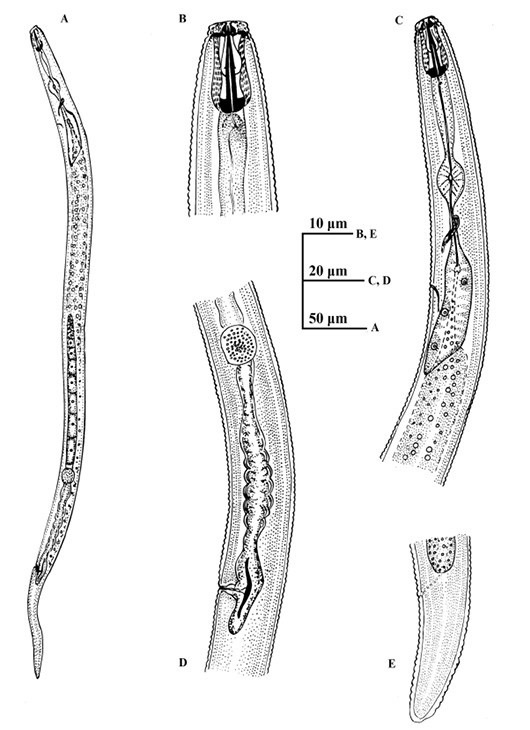 Figure 5: