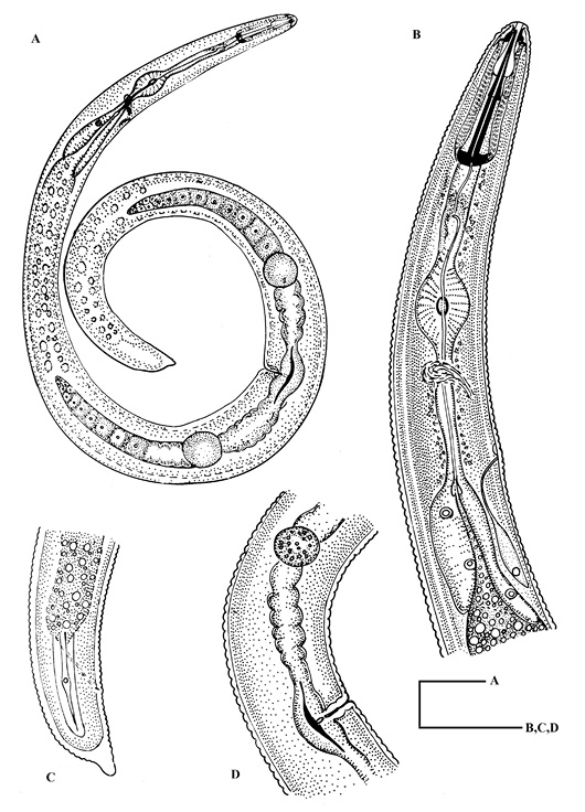 Figure 2: