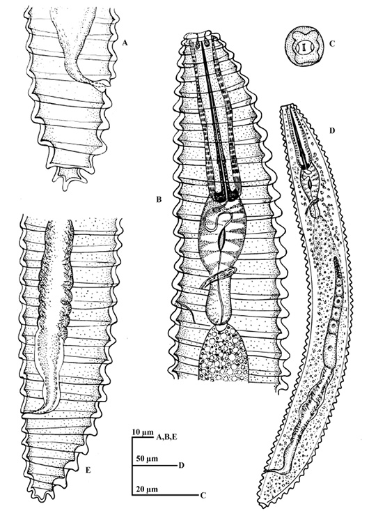 Figure 8: