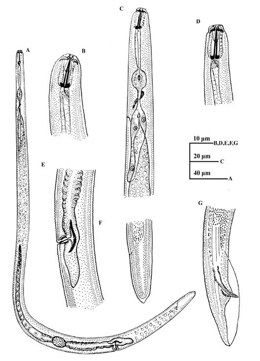 Figure 6: