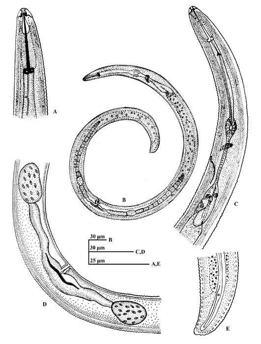 Figure 4: