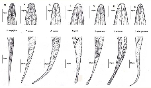 Figure 3: