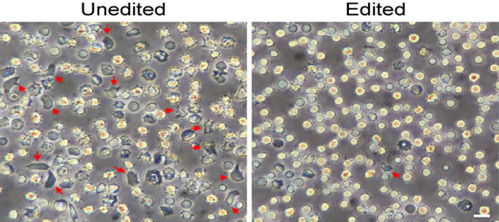 Figure 2: