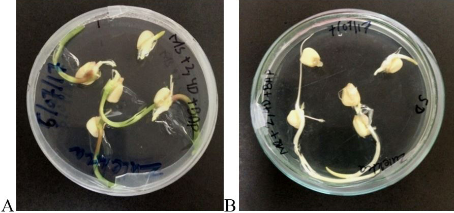 Figure 3: