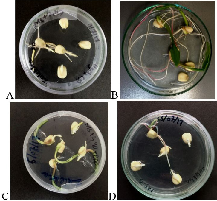 Figure 4:
