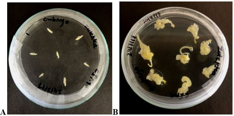 Figure 7: