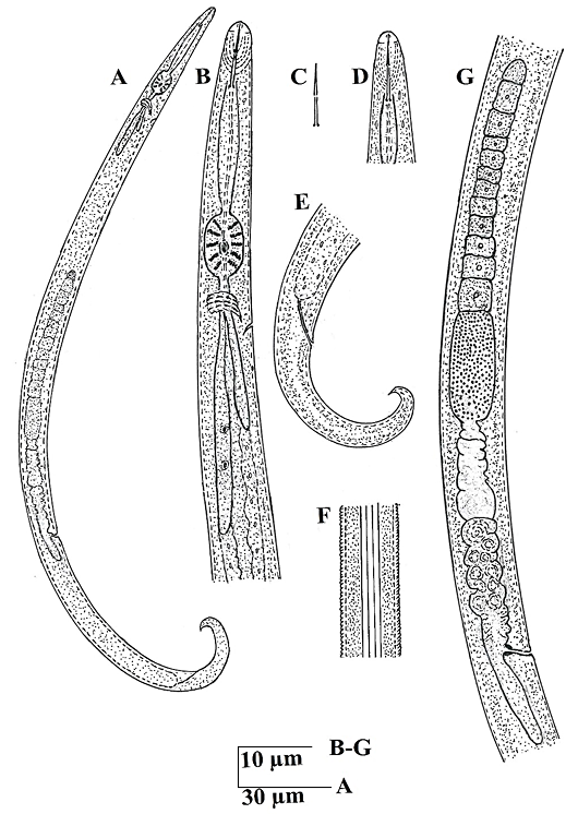 Figure 1a: