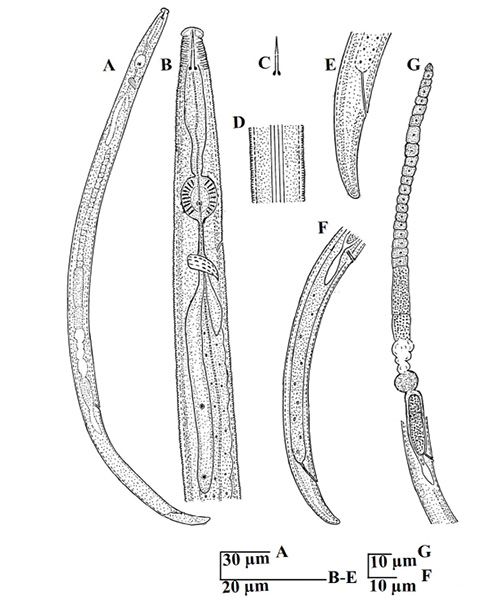Figure 2a: