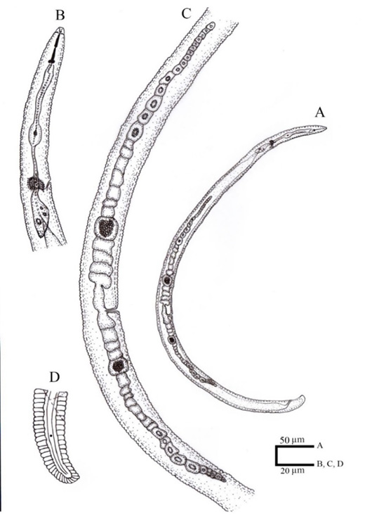 Figure 1: