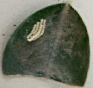 Figure 2: