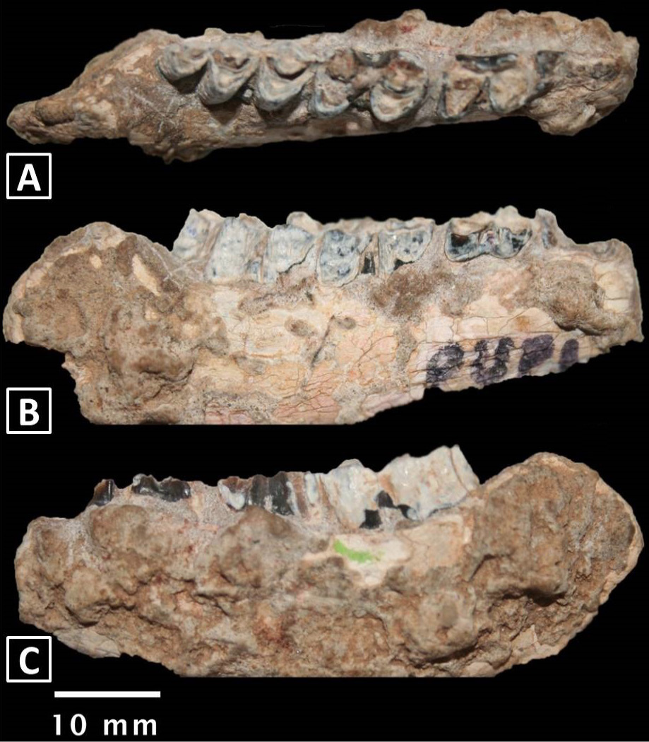 Fig. 5.